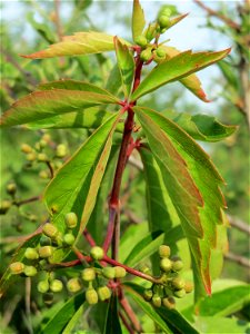 Selbstkletternde Jungfernrebe (Parthenocissus quinquefolia) in Hockenheim