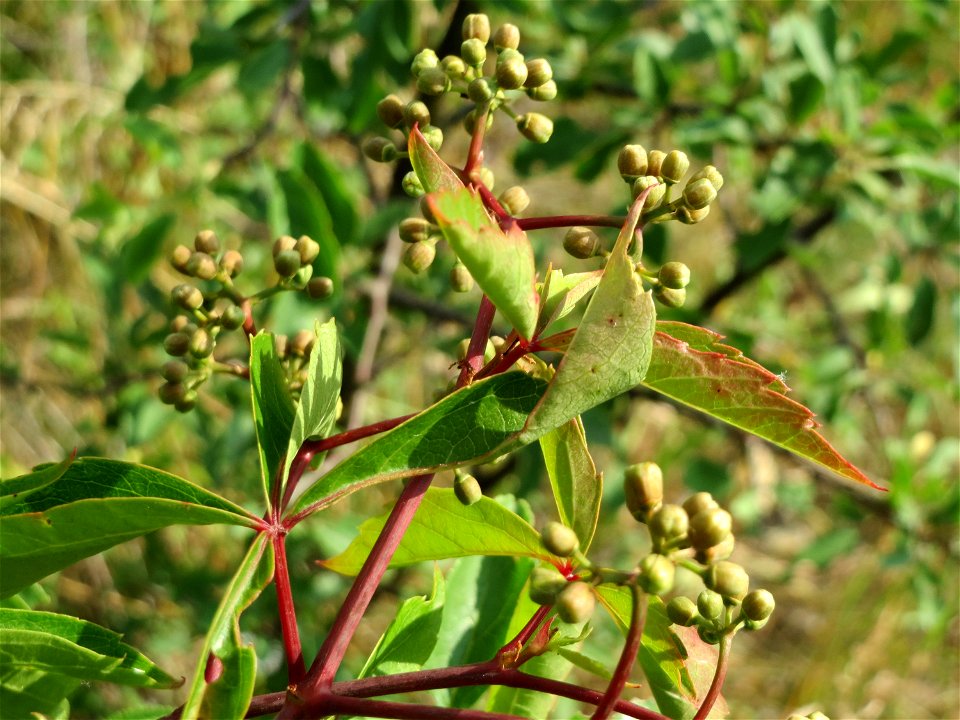 Selbstkletternde Jungfernrebe (Parthenocissus quinquefolia) in Hockenheim