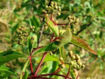 Selbstkletternde Jungfernrebe (Parthenocissus quinquefolia) in Hockenheim