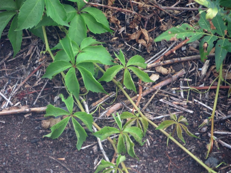 Selbstkletternde Jungfernrebe (Parthenocissus quinquefolia) in Mannheim