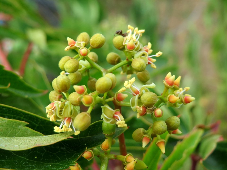 Selbstkletternde Jungfernrebe (Parthenocissus quinquefolia) in einem Schrebergarten bei Oftersheim