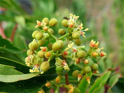 Selbstkletternde Jungfernrebe (Parthenocissus quinquefolia) in einem Schrebergarten bei Oftersheim