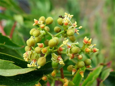 Selbstkletternde Jungfernrebe (Parthenocissus quinquefolia) in einem Schrebergarten bei Oftersheim photo