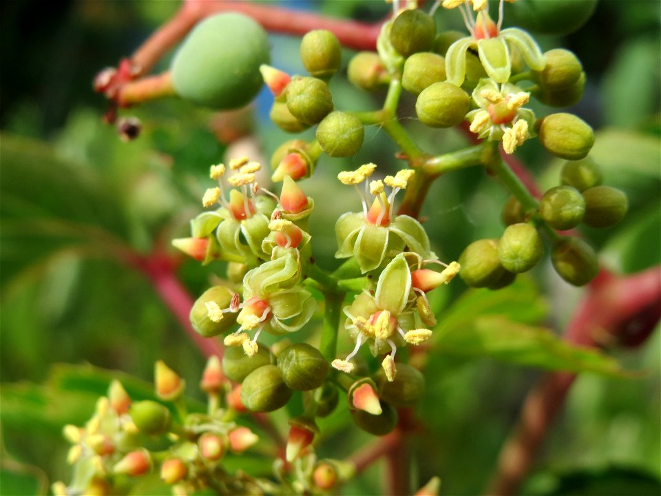Selbstkletternde Jungfernrebe (Parthenocissus quinquefolia) in einem Schrebergarten bei Oftersheim