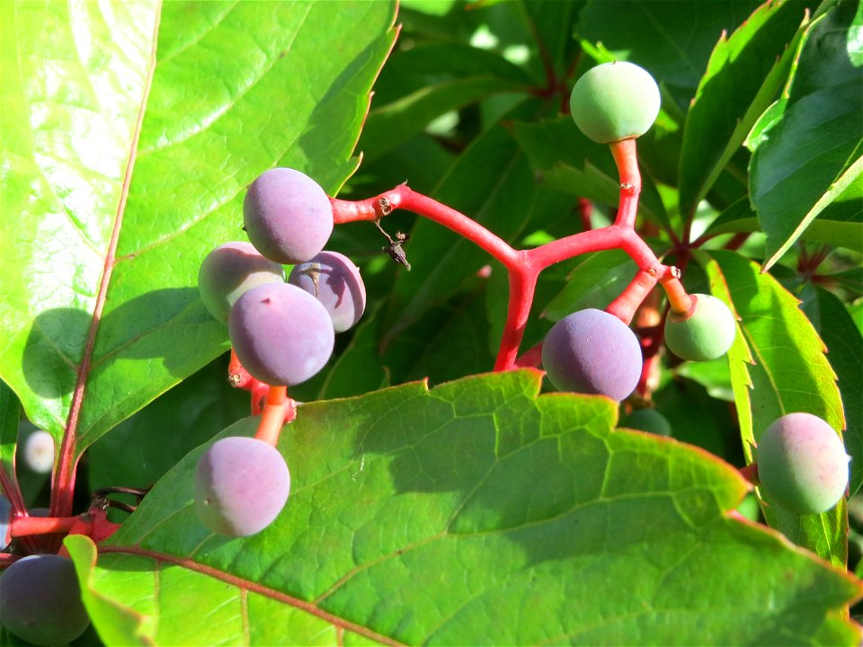 Selbstkletternde Jungfernrebe (Parthenocissus quinquefolia) im Schwetzinger Hardt
