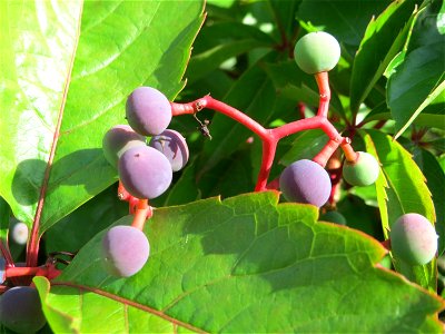 Selbstkletternde Jungfernrebe (Parthenocissus quinquefolia) im Schwetzinger Hardt