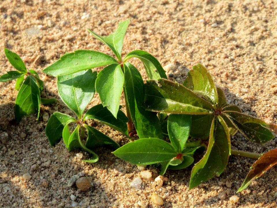 Selbstkletternde Jungfernrebe (Parthenocissus quinquefolia) auf einem Sandhügel einer Baustelle in Hockenheim