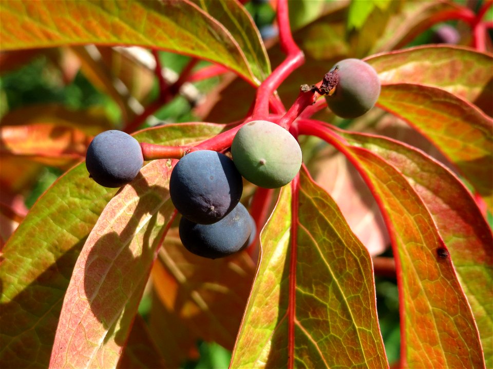 Selbstkletternde Jungfernrebe (Parthenocissus quinquefolia) im Schwetzinger Hardt