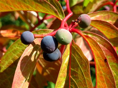 Selbstkletternde Jungfernrebe (Parthenocissus quinquefolia) im Schwetzinger Hardt