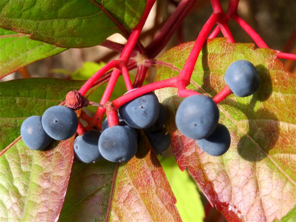 Selbstkletternde Jungfernrebe (Parthenocissus quinquefolia) in Hockenheim