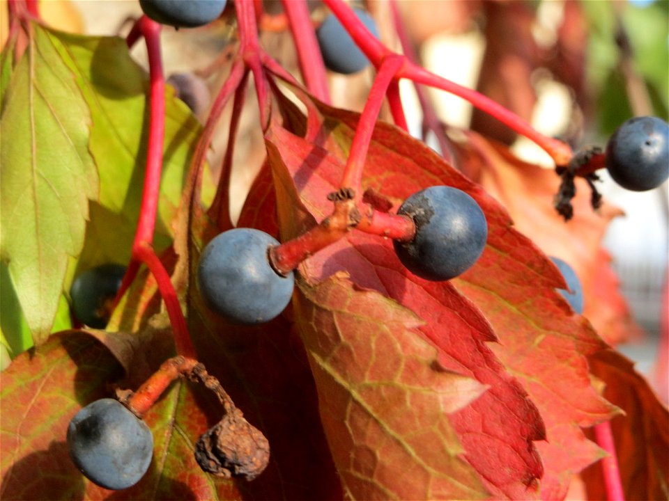 Selbstkletternde Jungfernrebe (Parthenocissus quinquefolia) in Hockenheim