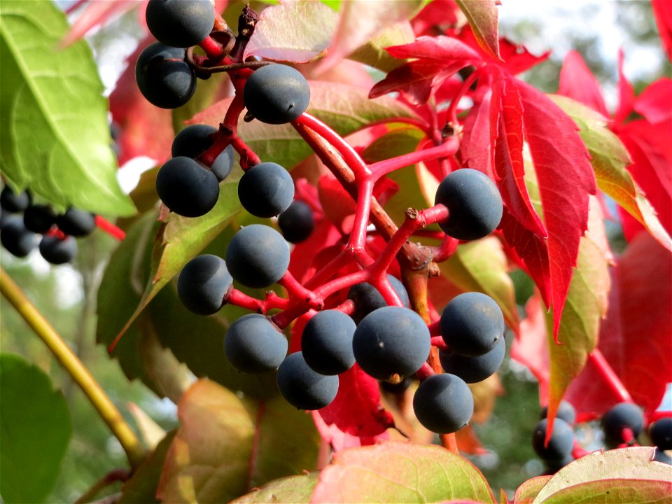 Selbstkletternde Jungfernrebe (Parthenocissus quinquefolia) im Schwetzinger Hardt