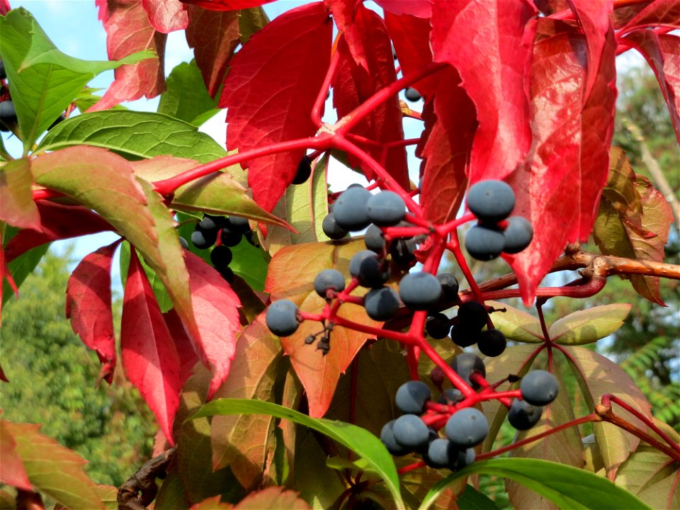 Selbstkletternde Jungfernrebe (Parthenocissus quinquefolia) im Schwetzinger Hardt
