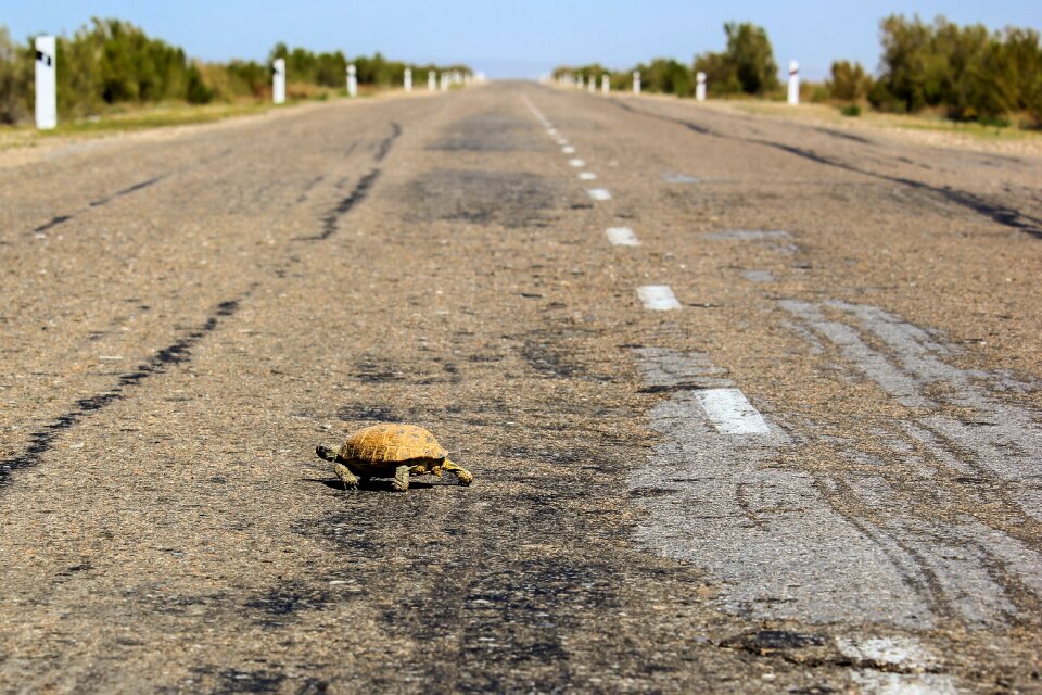 Animals reptile turtle