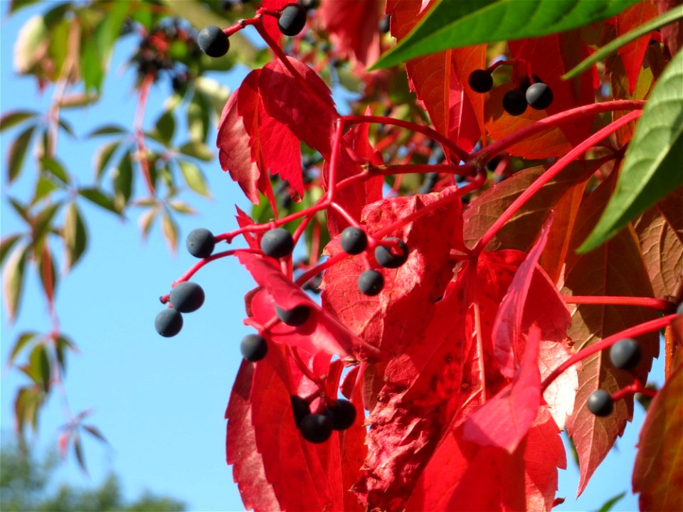 Selbstkletternde Jungfernrebe (Parthenocissus quinquefolia) im Schwetzinger Hardt