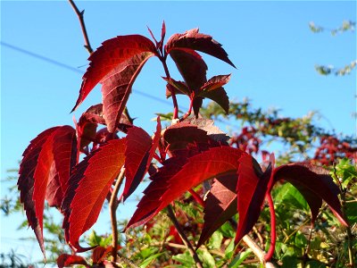 Selbstkletternde Jungfernrebe (Parthenocissus quinquefolia) im Landesgartenschaupark Hockenheim