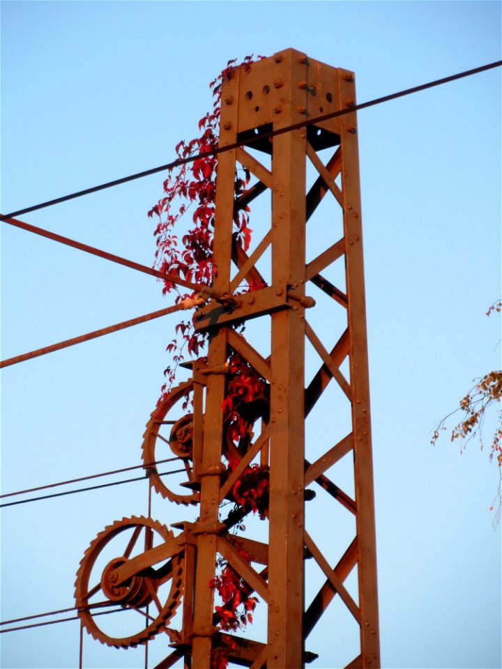 Selbstkletternde Jungfernrebe (Parthenocissus quinquefolia) an einem Oberleitungsmast am Bahnhof Oftersheim