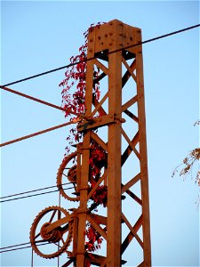 Selbstkletternde Jungfernrebe (Parthenocissus quinquefolia) an einem Oberleitungsmast am Bahnhof Oftersheim