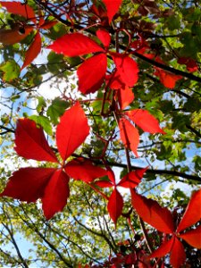 Selbstkletternde Jungfernrebe (Parthenocissus quinquefolia) in Hockenheim