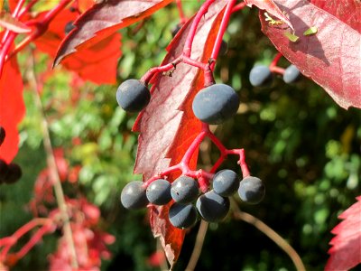 Jungfernrebe (Parthenocissus quinquefolia) am Staden in Saarbrücken