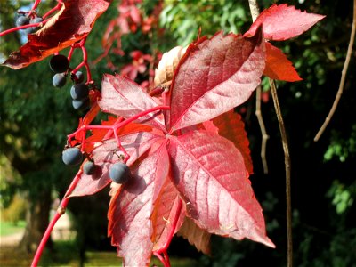 Jungfernrebe (Parthenocissus quinquefolia) am Staden in Saarbrücken
