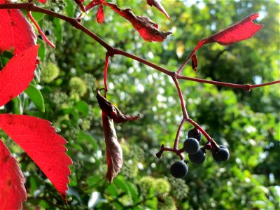 Jungfernrebe (Parthenocissus quinquefolia) am Staden in Saarbrücken