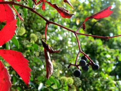 Jungfernrebe (Parthenocissus quinquefolia) am Staden in Saarbrücken photo