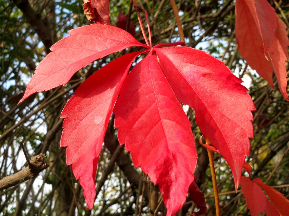 Selbstkletternde Jungfernrebe (Parthenocissus quinquefolia) in Hockenheim