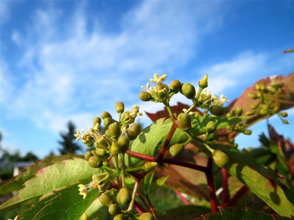 Selbstkletternde Jungfernrebe (Parthenocissus quinquefolia) in Hockenheim