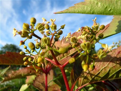 Selbstkletternde Jungfernrebe (Parthenocissus quinquefolia) in Hockenheim