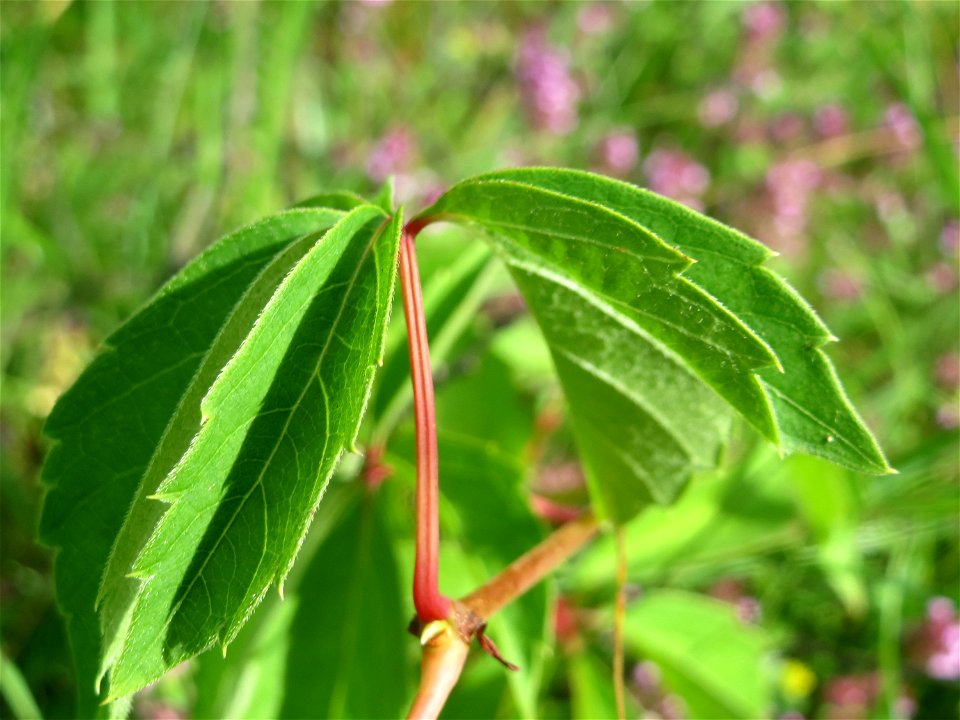 Selbstkletternde Jungfernrebe (Parthenocissus quinquefolia) im Schwetzinger Hardt - invasiv an der Bahnstrecke Mannheim-Karlsruhe