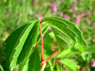 Selbstkletternde Jungfernrebe (Parthenocissus quinquefolia) im Schwetzinger Hardt - invasiv an der Bahnstrecke Mannheim-Karlsruhe