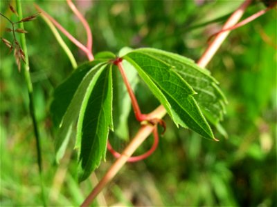 Selbstkletternde Jungfernrebe (Parthenocissus quinquefolia) im Schwetzinger Hardt - invasiv an der Bahnstrecke Mannheim-Karlsruhe
