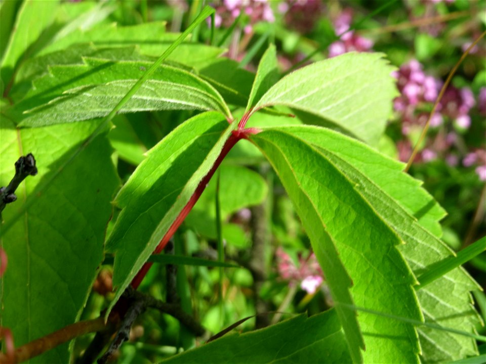 Selbstkletternde Jungfernrebe (Parthenocissus quinquefolia) im Schwetzinger Hardt - invasiv an der Bahnstrecke Mannheim-Karlsruhe