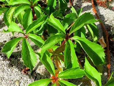 Selbstkletternde Jungfernrebe (Parthenocissus quinquefolia) in Hockenheim