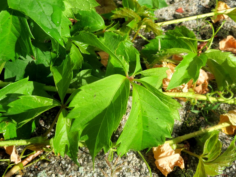 Selbstkletternde Jungfernrebe (Parthenocissus quinquefolia) in Hockenheim