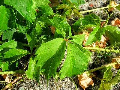 Selbstkletternde Jungfernrebe (Parthenocissus quinquefolia) in Hockenheim