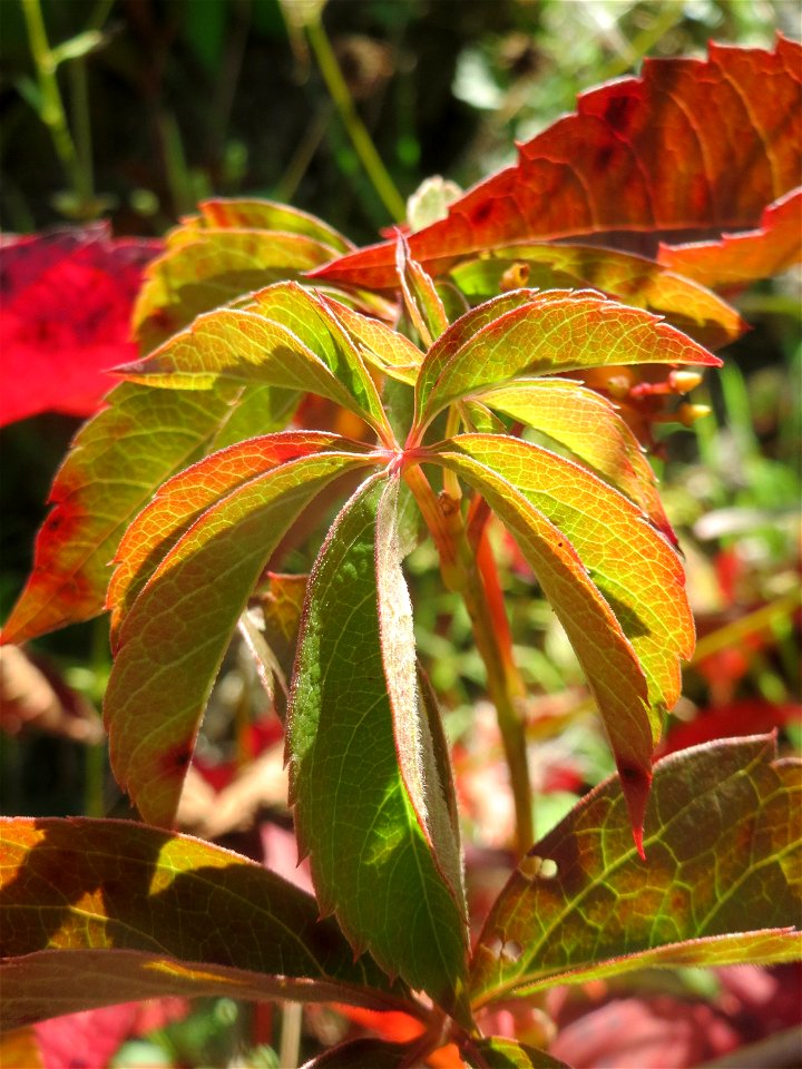 Selbstkletternde Jungfernrebe (Parthenocissus quinquefolia) in einem aufgelassenem Schrebergarten in Hockenheim. Nachdem die Schrebergärten am Kraichbach im Februar/März 2016 einplaniert wurden, hat s