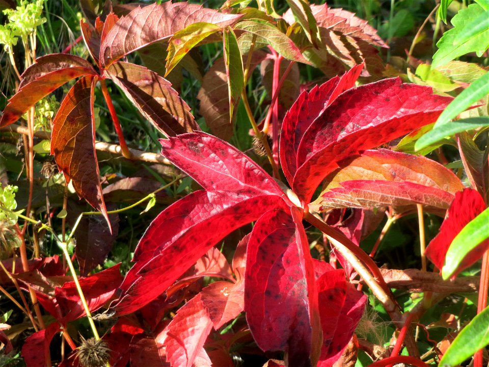 Selbstkletternde Jungfernrebe (Parthenocissus quinquefolia) in einem aufgelassenem Schrebergarten in Hockenheim. Nachdem die Schrebergärten am Kraichbach im Februar/März 2016 einplaniert wurden, hat s