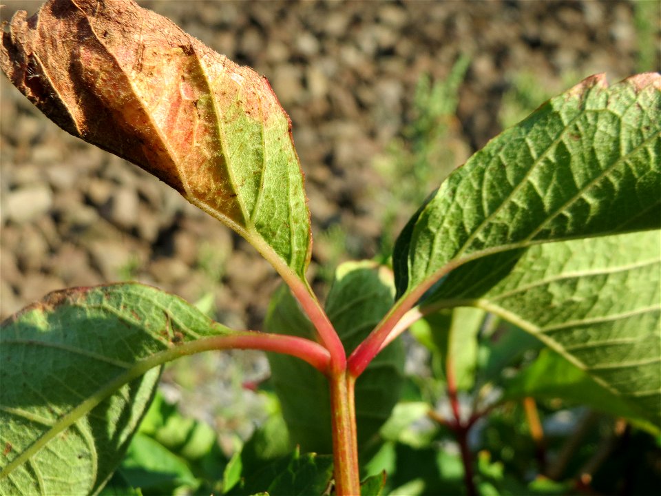 Selbstkletternde Jungfernrebe (Parthenocissus quinquefolia) im Schwetzinger Hardt