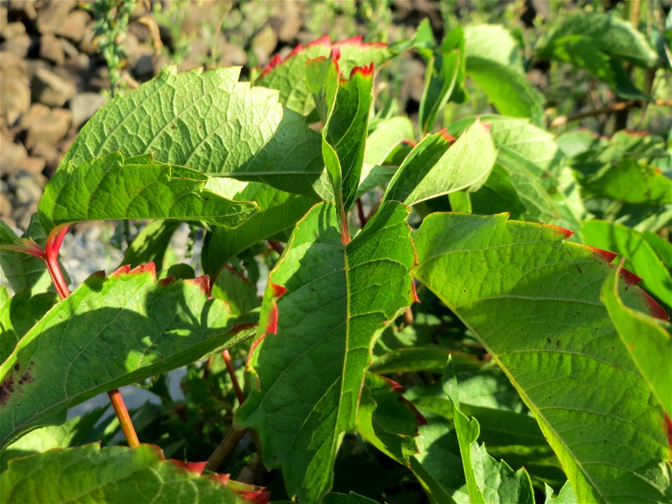 Selbstkletternde Jungfernrebe (Parthenocissus quinquefolia) im Schwetzinger Hardt