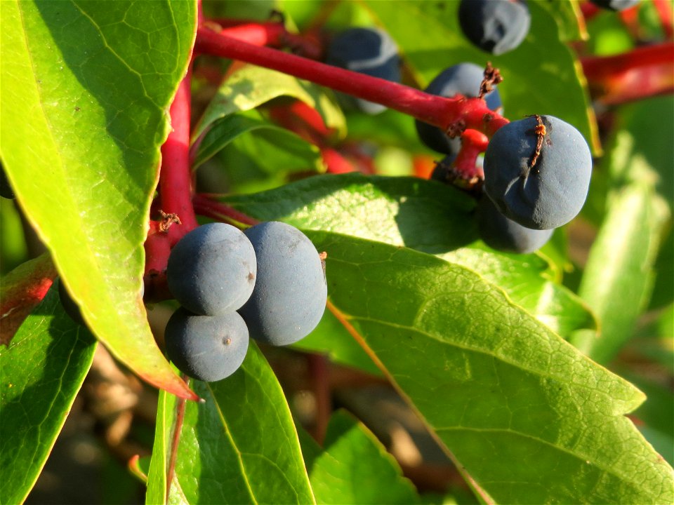 Selbstkletternde Jungfernrebe (Parthenocissus quinquefolia) im Schwetzinger Hardt
