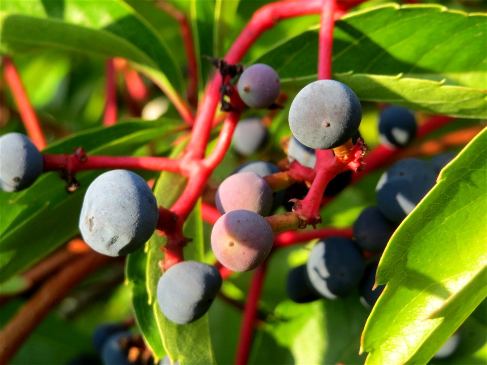 Selbstkletternde Jungfernrebe (Parthenocissus quinquefolia) im Schwetzinger Hardt