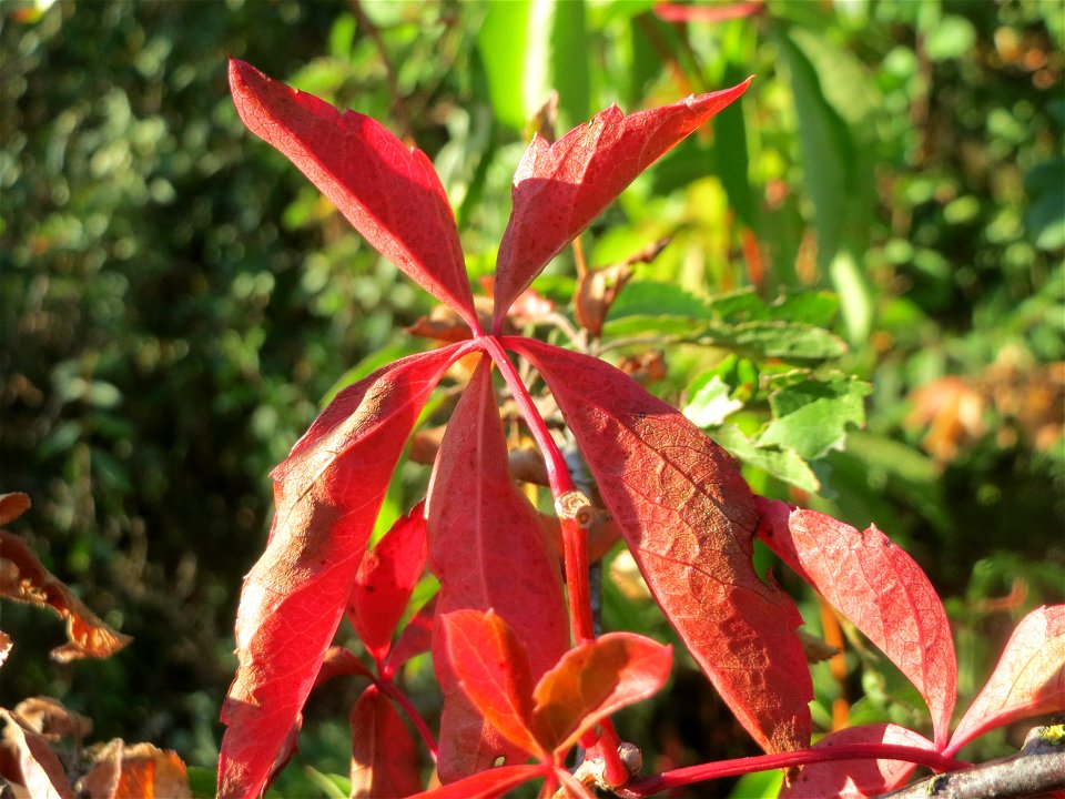 Selbstkletternde Jungfernrebe (Parthenocissus quinquefolia) in Hockenheim