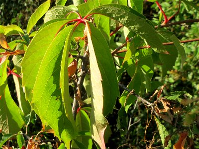 Selbstkletternde Jungfernrebe (Parthenocissus quinquefolia) in Hockenheim - invasiv an einer Hecke