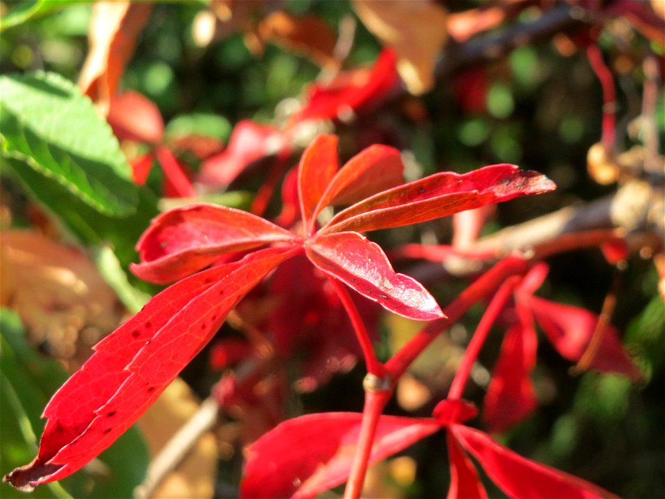 Selbstkletternde Jungfernrebe (Parthenocissus quinquefolia) in Hockenheim