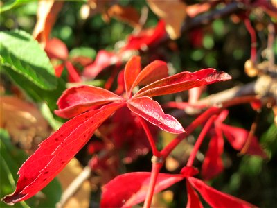 Selbstkletternde Jungfernrebe (Parthenocissus quinquefolia) in Hockenheim