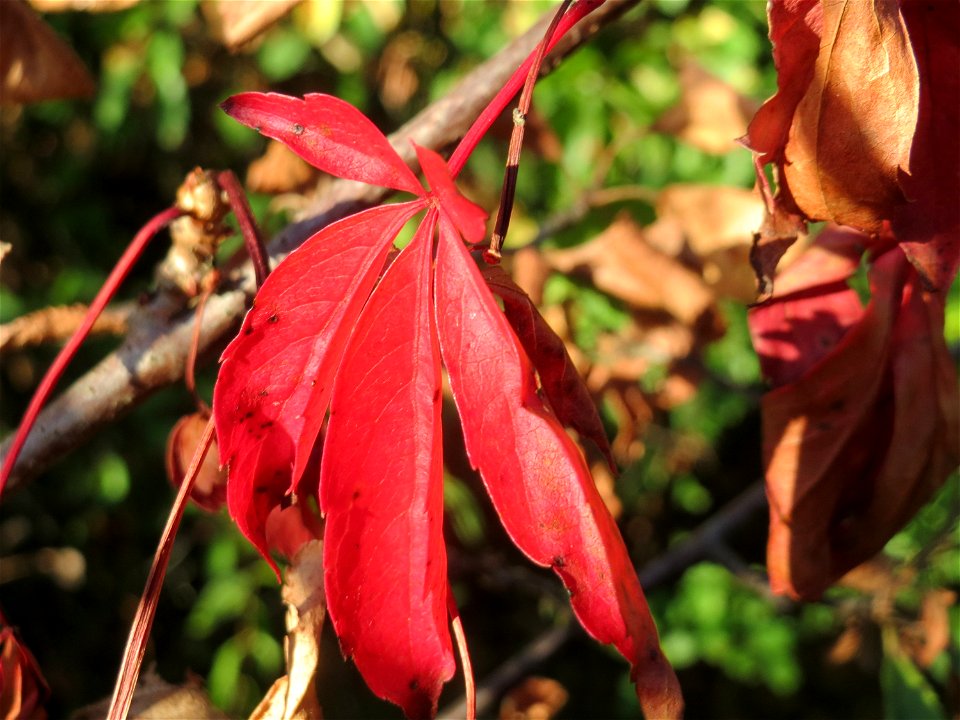 Selbstkletternde Jungfernrebe (Parthenocissus quinquefolia) in Hockenheim