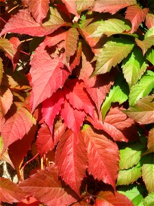 Selbstkletternde Jungfernrebe (Parthenocissus quinquefolia) in Hockenheim