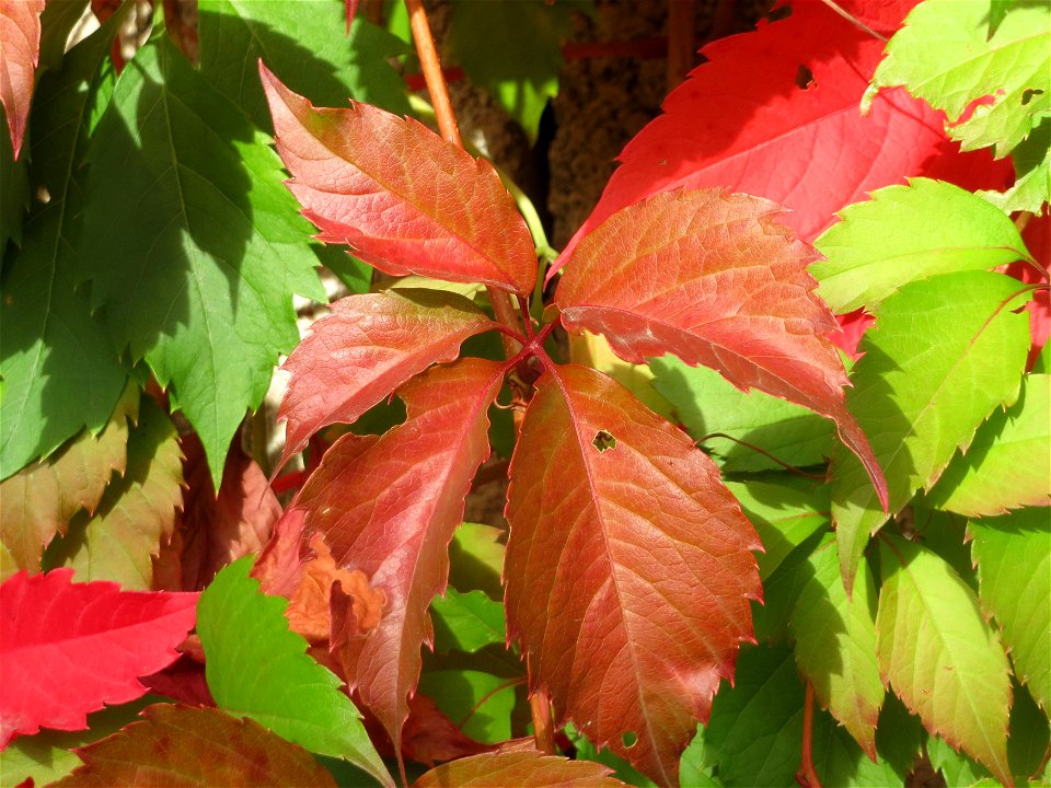 Selbstkletternde Jungfernrebe (Parthenocissus quinquefolia) in Hockenheim